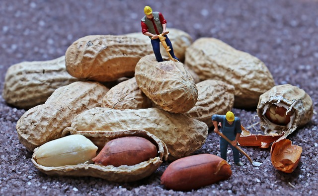 Arašídy buráky obrázek